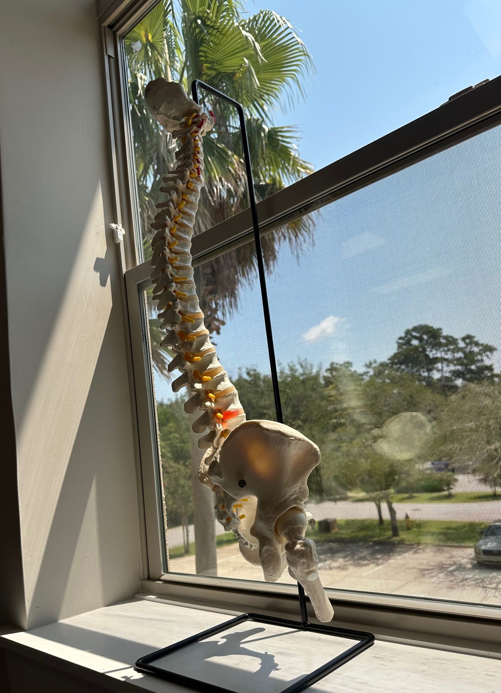 Magnolia Tribe Chiropractic Office Spinal Adjustments